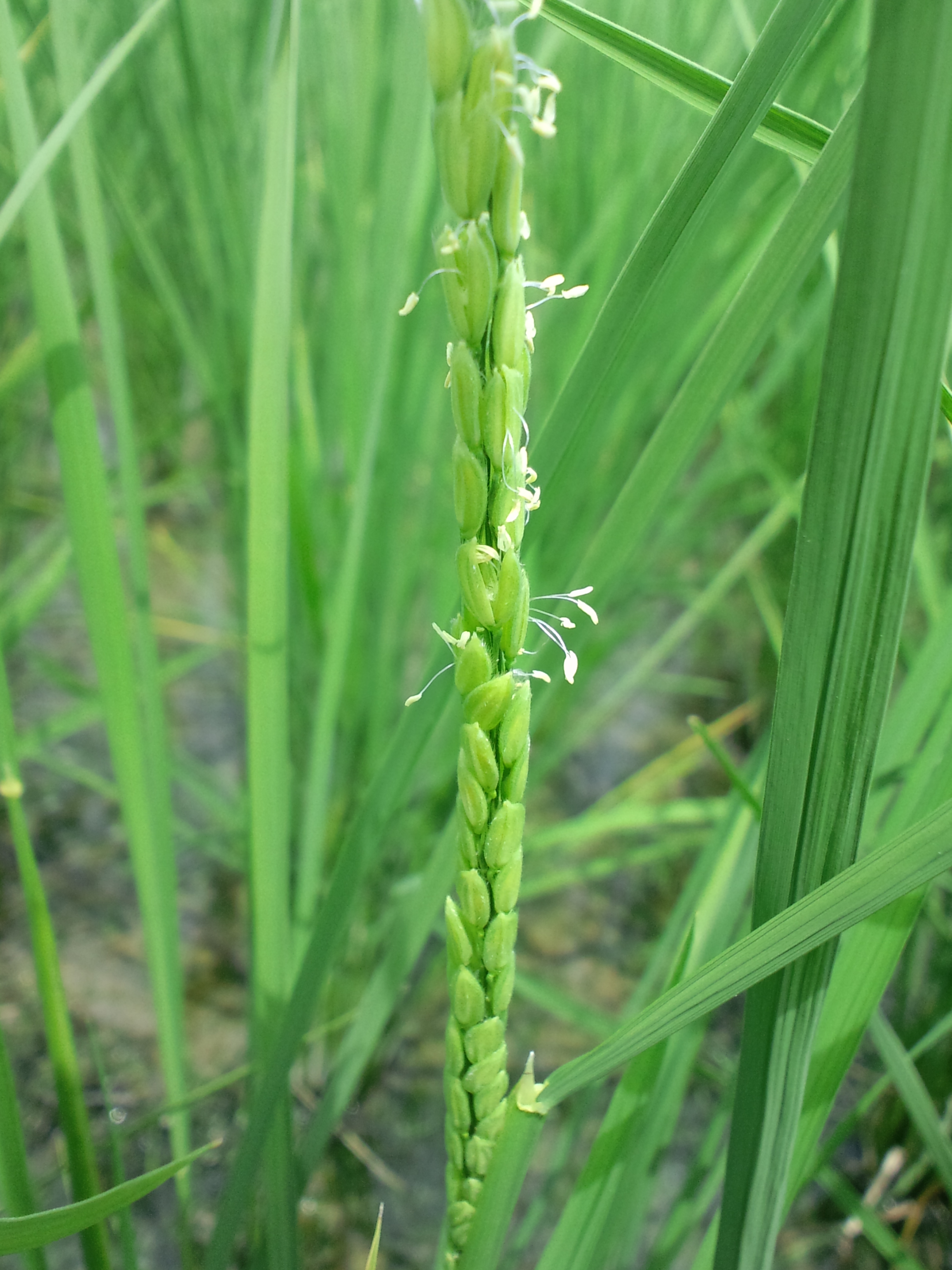 稲の花3